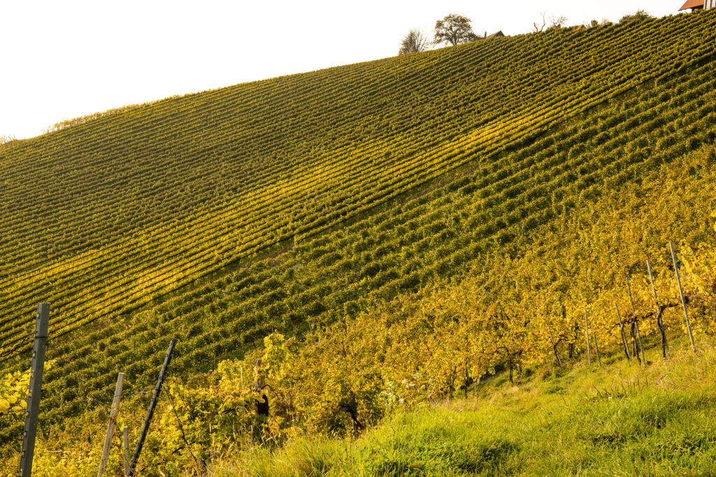 Ried Czamillonberg Sauvignon Blanc Opok Kamillenberg